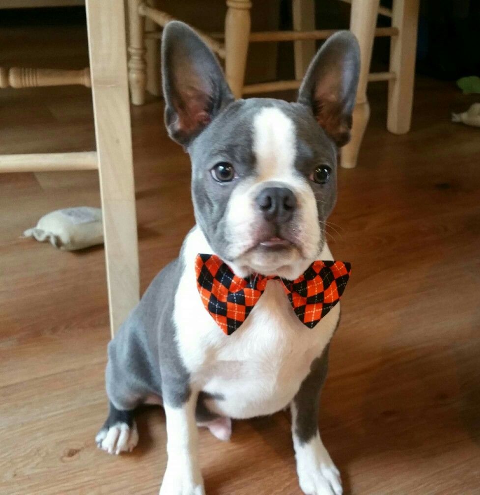 kathryn_lamb1's tweet photo. Cutest dog in the world, reporting for duty!
Warning: I could become even cuter than this.

#dogs #dogsoftwitter #dogslife #DogLover  #bostonterrier #cutedogs #cutestdogintheworld #puppies #puppyoftheday #DogNeedsBest https://t.co/jHLndw9scX