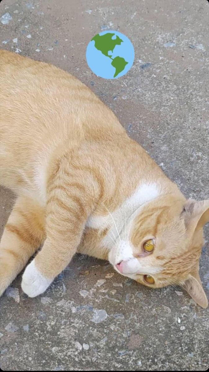 PLS RT ❗️

ตามหาแมวค่ะ น้องชื่อส้มส้มแมวตัวสีส้มขาว อ้วนๆ มีถุงเท้าขาว ไม่ใส่กระดิ่ง คือน้องหายออกจากคอนโดช่วงที่โรงงานระเบิด และคอนโดห่างจากโรงงานไม่ถึงโลครับ ก่อนที่ส้มจะหายคือน้องป่วยอยู่ด้วยค่ะ🙏🏻😭

#เพื่อผู้ประสบภัยกิ่งแก้ว #ppcnyzia #โรงงานกิ่งแก้วไฟไหม้