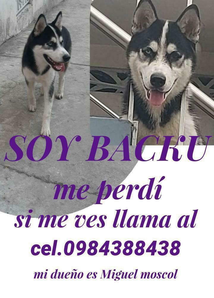 AlertaMePerdi's tweet photo. #PERDIDO #GUAYAQUIL 
Nombre: #BACKU
Fecha: 04/07/21
Sector: Norte, Colinas de la Alborada Mz 2340.
Sexo: Macho.
Raza: Husky Siberiano.
Obsv.: Ojos de colores azul y café.
Contacto: 0984388438
¡Ayúdalo a volver con su familia!
#AlertaMePerdí https://t.co/DLZfa2uILP