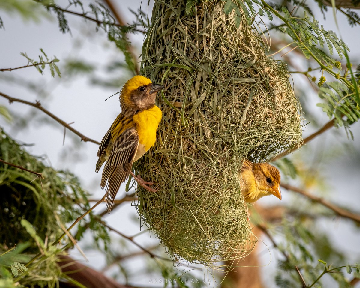 Mr. & Mrs. Baya Weaver 
#lifer #Two4Joy

#Nikon D7500 + #Nikkor 200-500

#Luv4Wilds #IndiAves #BirdsSeenIn2021 #birdoj #bayaweaver #weaverbirds #ThePhotoHour #birdwatching #birding #birdphotography #nature #naturelovers #naturephotograpahy #naturebeauty #PhotoOfTheDay @Avibase