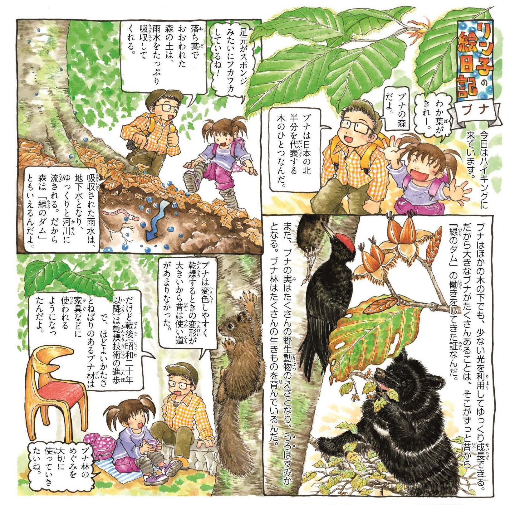 農林水産省 日本人と木の付き合いをご紹介する 樹木漫画 リン子の絵日記 今回は ブナ です ブナはとても保水力が高い木で 推定樹齢0年のブナの木1本で年間8トンの水を蓄えられると言われているんですって 森林は 緑のダム 樹木 漫画