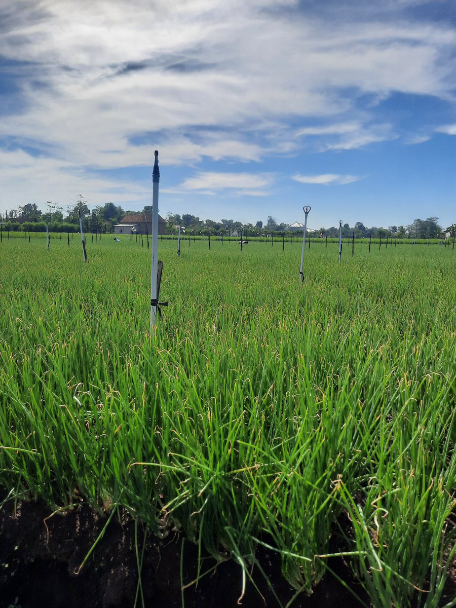 Ronafarm's tweet image. Bawang Merah usia 42hst