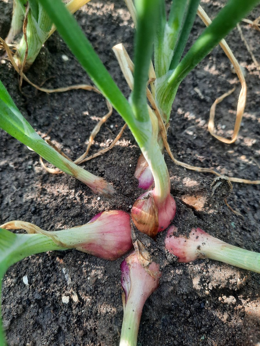 Ronafarm's tweet image. Bawang Merah usia 42hst