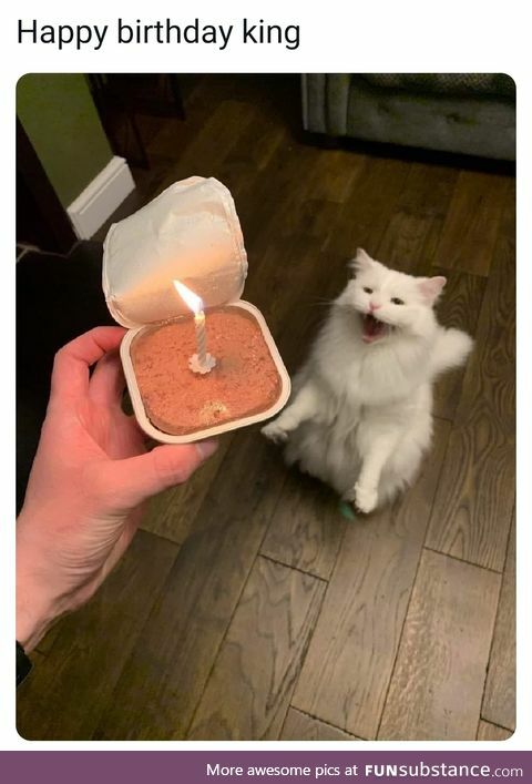 Photo Birthday 4 Inch Cat Birthday Cake Cat Nip and Tuna - Etsy