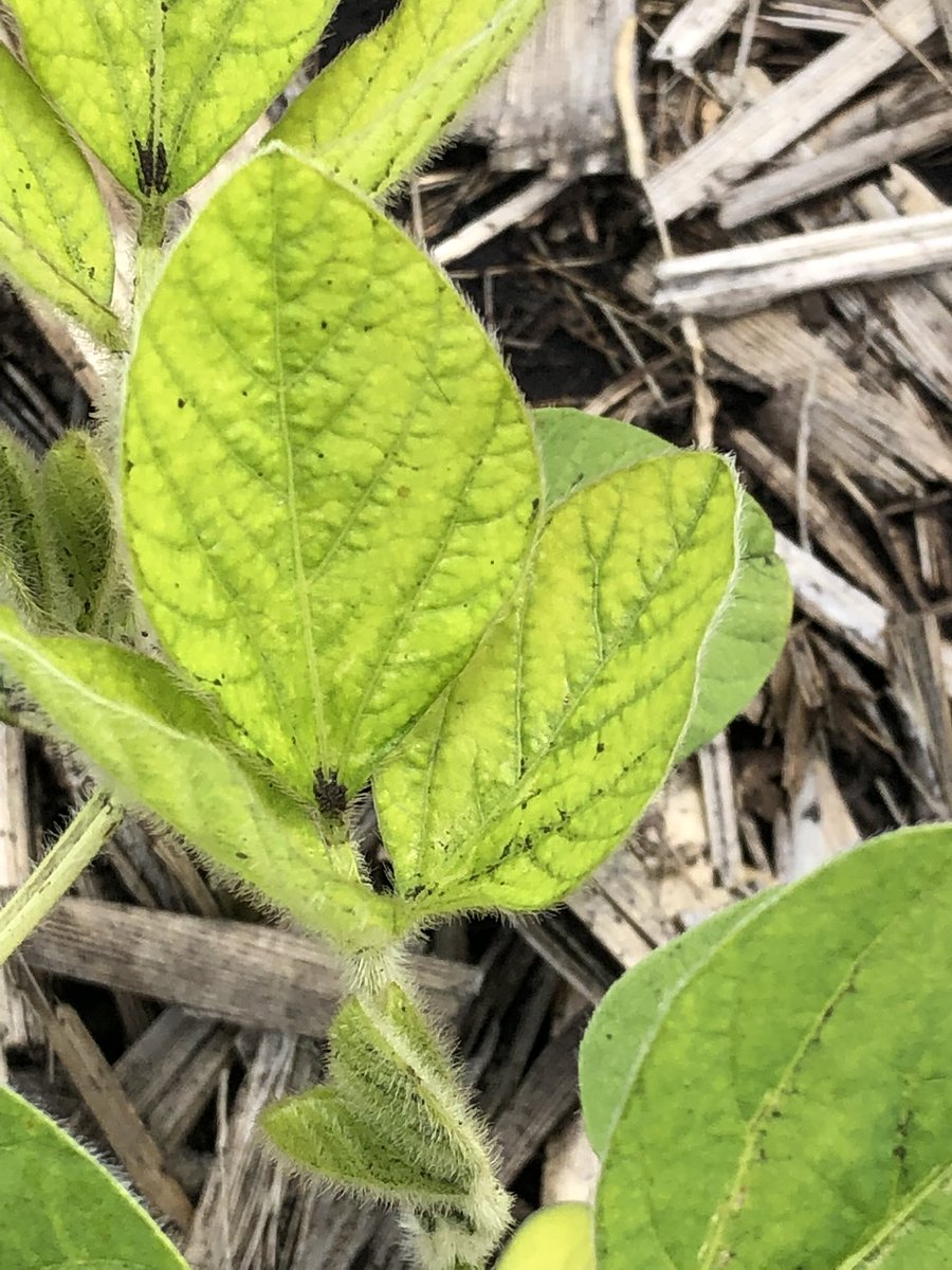 Deficiency symptoms on your soybeans?  Going yellow? Two main options, manganese or potassium deficiency.  Potassium-yellow on the edge moving in. Manganese-yellow leaf with green veins (interveinal chlorosis). Special K 2.0 for potasssium, MnBooster 2.0 for manganese!