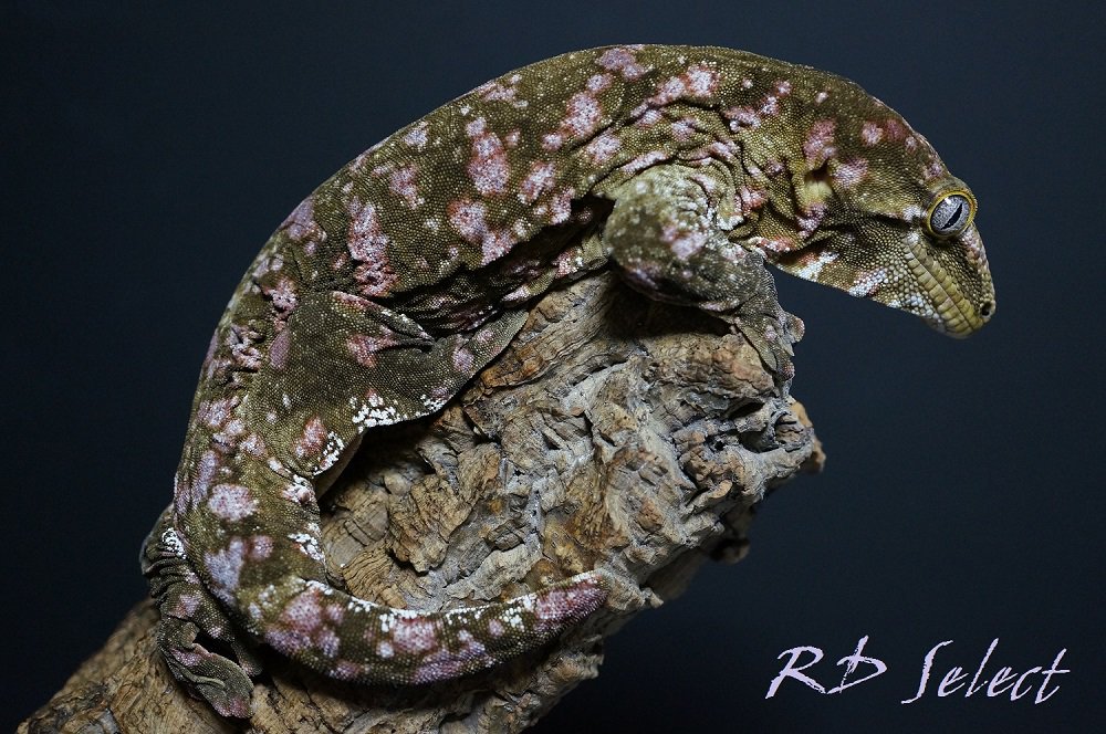 RD ☆帝守宮の棲み処☆ (@rd_select) / Posts / X