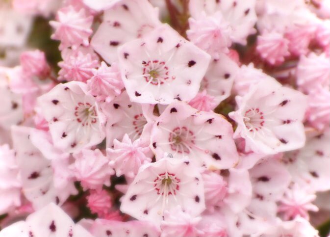 綾野b お菓子みたいな花 アメリカシャクナゲ カルミア Kalmia Flowers Photography 綾野b お菓子みたいな花 アメリカシャクナゲ カルミア Kalmia Flowers Photography