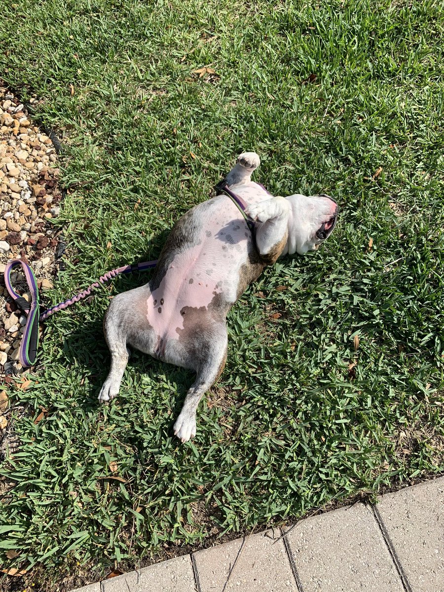 AnglerMasked's tweet image. Hey y’all. Looks like we may get lucky and miss this hurricane. Good news so I can do more of this. 🐶