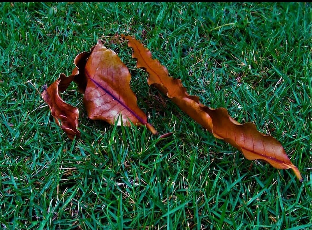 Sickpixels1's tweet photo. Winter ended with the hope and then the autumn even my hope shed like leaves.
@@@@@@@@@@@@@@@@@@@
Follow us on instagram @sickpixels.1
Also our website sickpixels #Googlenow
#photography
#photography
@@@@@@@@@@@@@@@@@@@@ https://t.co/LPcaCvY4Vy