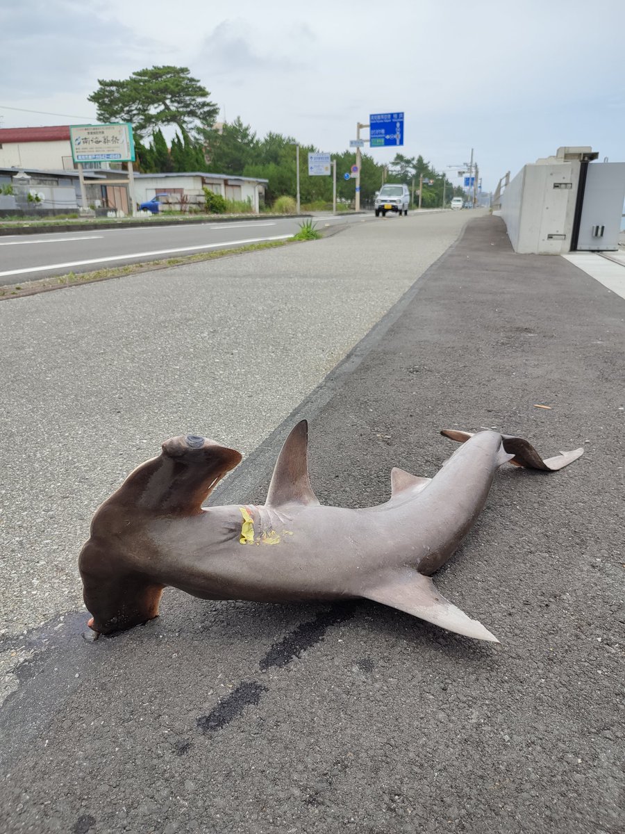 すれ違ったトラックがまさかのワイルドな高級魚を落として行った 猫もくわえられない 警察に届けたら1割くれる Togetter