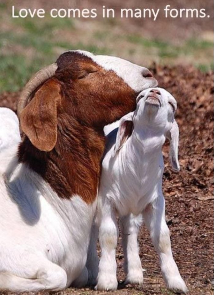 Toai81409471's tweet photo. @ramblingsloa "God did not create religion. 
God created man. 
Man created religion." 

"My faith is not in a religion. 
My faith is not in a man. 
My faith is in God." 

"One day religions will disappear, 
but God will not." 
~Anthony Douglas Williams https://t.co/jXbMlpSjUL