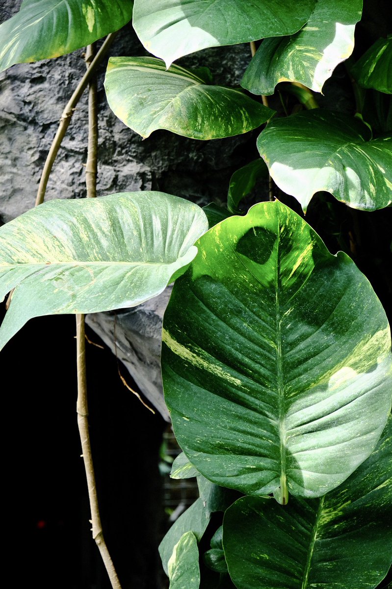 高橋masa街撮りカメラ サトイモ科は物凄い種類がありますからねー あの観葉植物のポトスもサトイモ科です 高橋masa街撮りカメラ サトイモ科は物凄い種類がありますからねー あの観葉植物のポトスもサトイモ科です