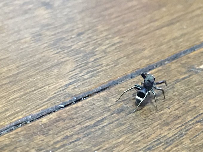 クモのtwitterイラスト検索結果