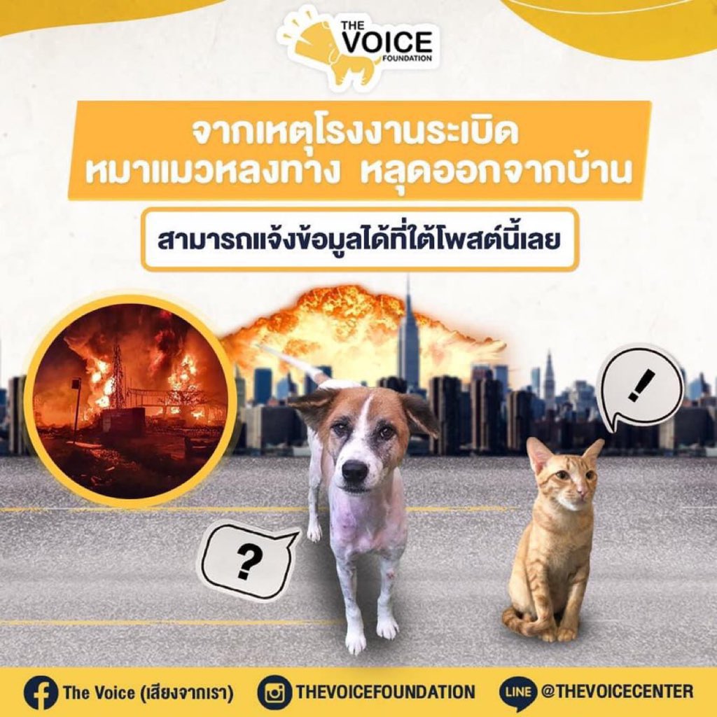 queque_r's tweet photo. อย่าลืมน้องหมา/น้องแมวนะครับ!!
ถ้าใครเจอน้องหลงทางมา ช่วยน้องด้วยนะ #โรงงานกิ่งแก้วไฟไหม้ https://t.co/b3I6hejl5P
