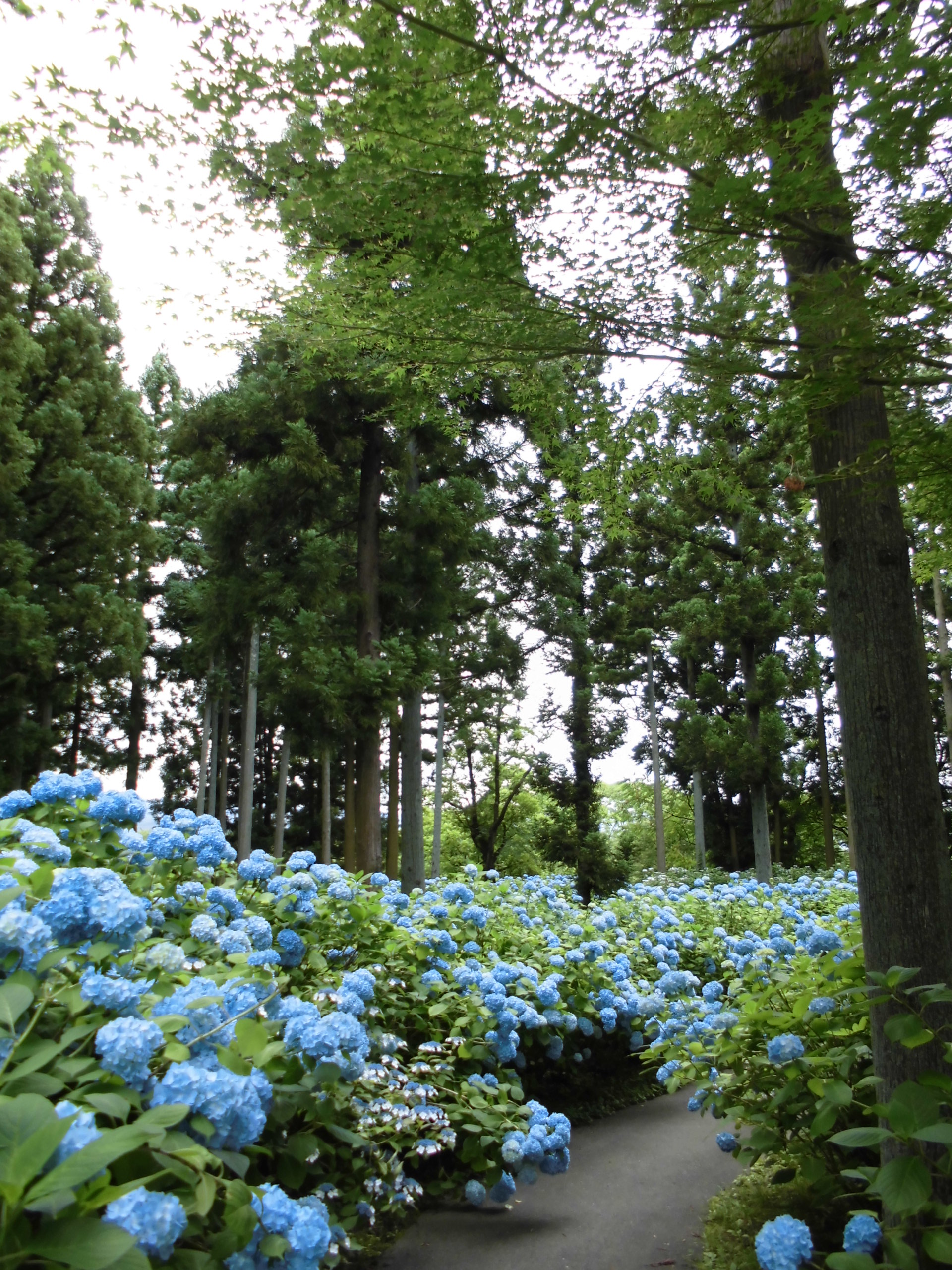 奥州市観光物産協会 館山史跡公園内 二清院周辺のアジサイが見頃を迎えました 公園内は自由に散策することができます 写真は過去に撮影したものです 詳細はコチラ T Co Vovfb6vw67 岩手県 奥州市 江刺 紫陽花 公園 T Co