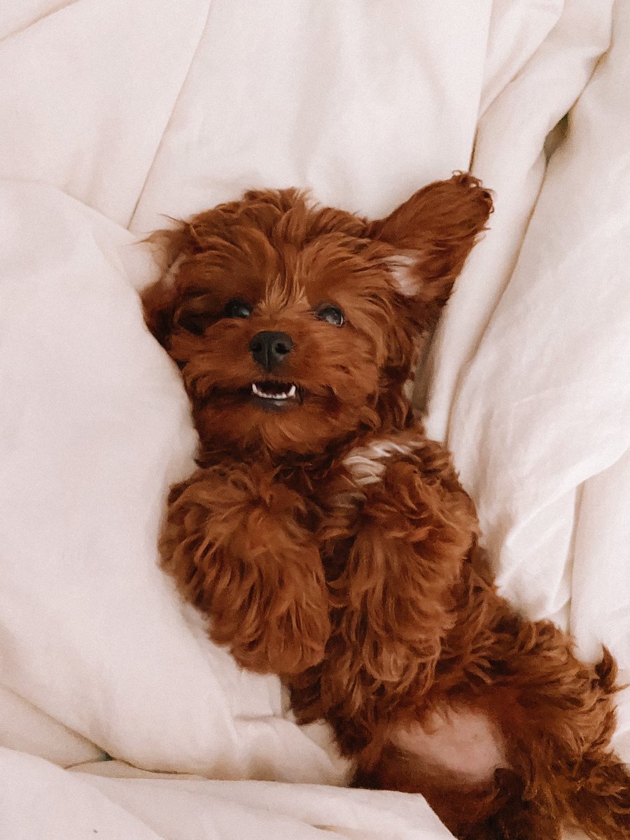 Princess_Pigggy's tweet photo. Trixie 🥺💖 #cavapoo #puppylove #trixie https://t.co/Z1sIWZVnwJ