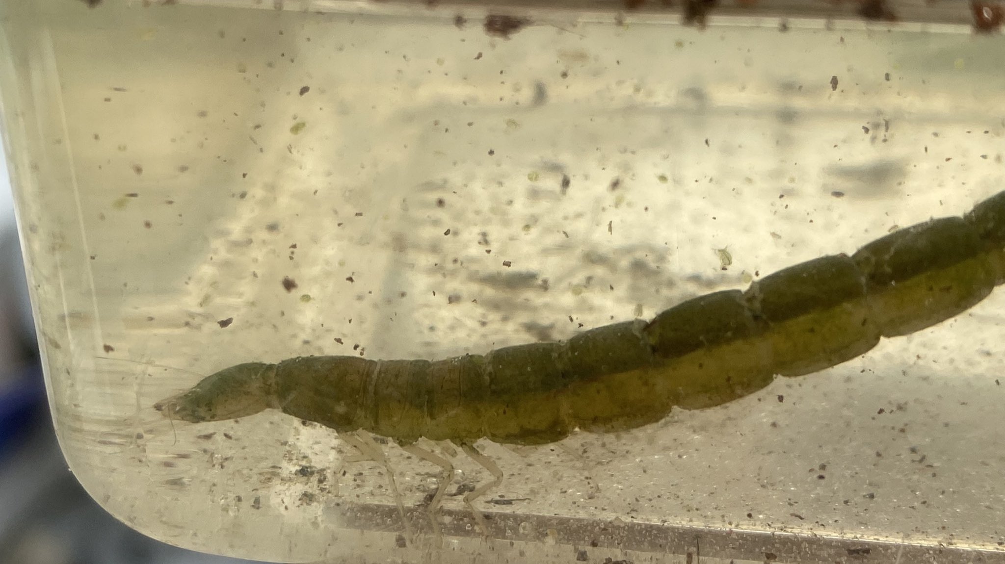 Takeshi Kakeda ウチのマンションの前の田んぼに何かいると思ったらゲンゴロウの幼虫だった しかもかなりでかい ナミゲンの幼虫よりは小さいが5cmくらいある ジャンボ タニシとカブトエビと少しのオタマジャクシくらいしかいない貧相な生態系なのだが Takeshi Kakeda ウチのマンションの前の田んぼに何かいると思ったらゲンゴロウの幼虫だった しかもかなりでかい ナミゲンの幼虫よりは小さいが5cmくらいある ジャンボ タニシとカブトエビと少しのオタマジャクシくらいしかいない貧相な生態系なのだが