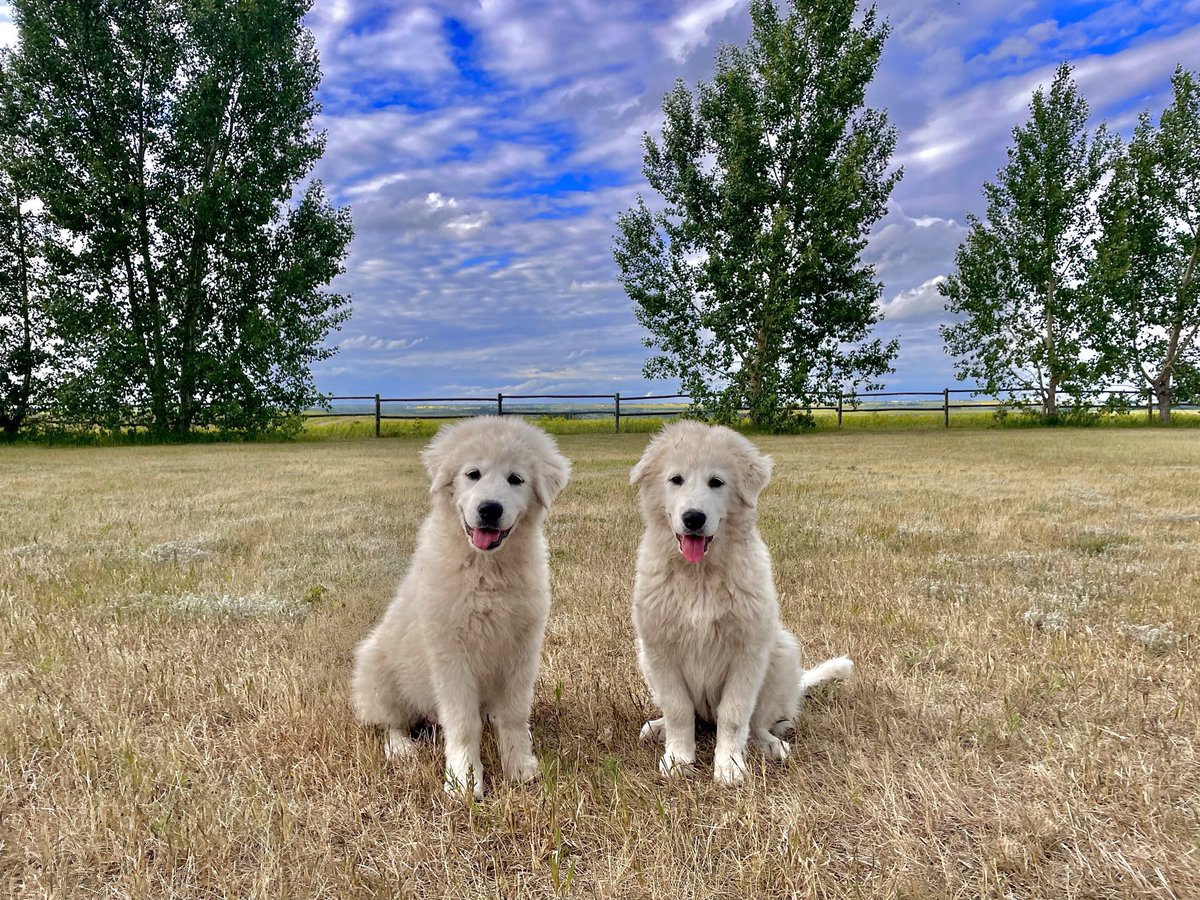 ashleyraea1994's tweet image. Was out watering my flowers and of course my little shadows Thelma &amp;amp; Louise had to tag along 🥰 #PVCastingCall2021 @petvalu