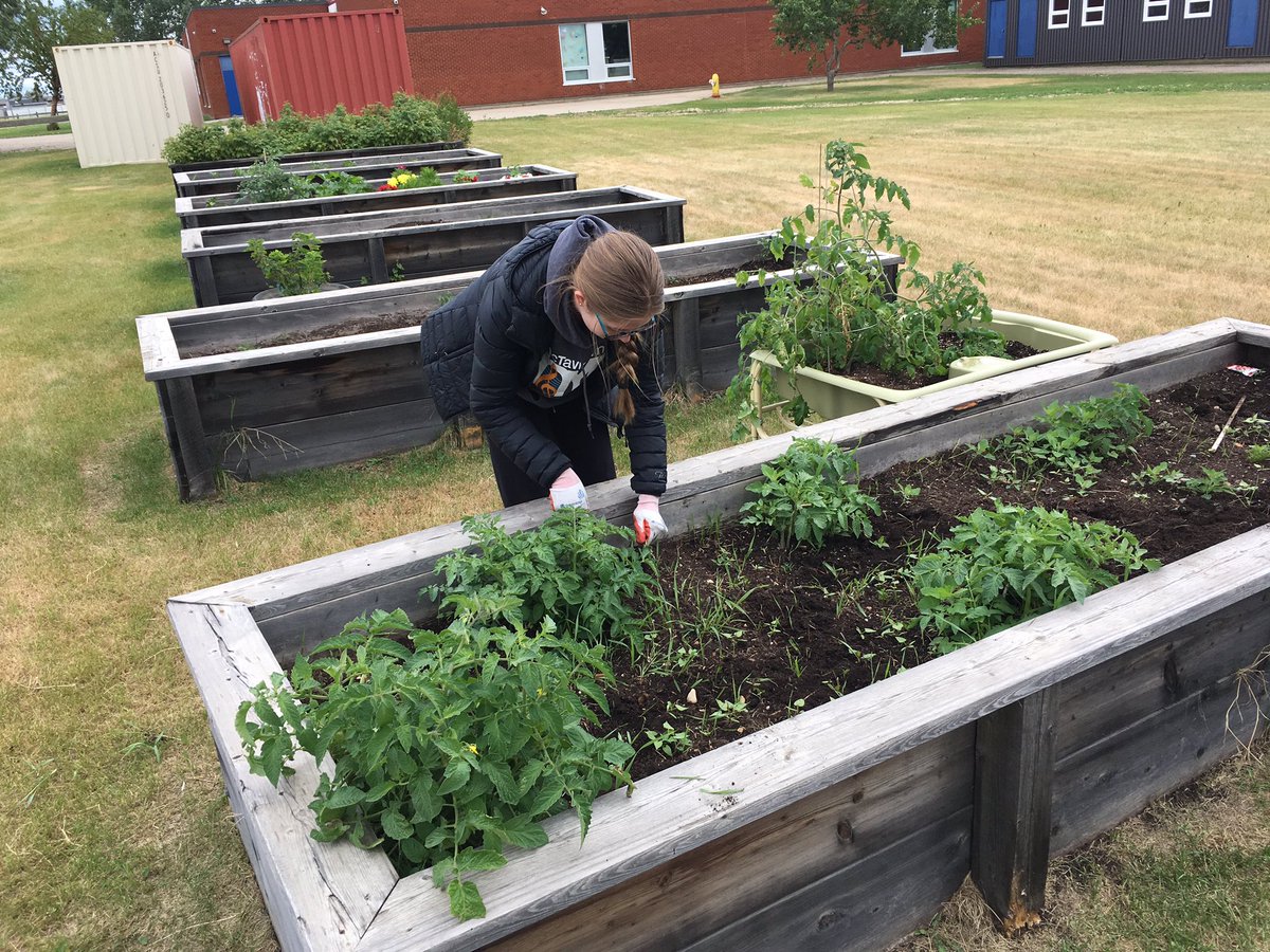 kittycochrane's tweet photo. My favourite teenager and I helped out Living Classrooms by weeding Greely Rd and Christian School gardens. Had some leftover seed potatoes from Ecole Dickinsfield Garden to pop in where some hadn't taken. Looking good! @fmpsd https://t.co/VcCkn9iCpI
