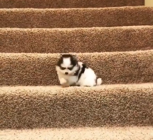 BuddyLifeMagzn's tweet photo. buddylifemagazine- Look ma, it's a trap!!!!
Steps can be very difficult for a young pup and this adorable pupper here is no exception.
#puponthesteps #cutepuppy #stairmaster #buddylifedogmagazine🐕 #hardtask
https://t.co/jtKN7TGCvM
https://t.co/9l51LP9tMl https://t.co/xLjEvXMAZV