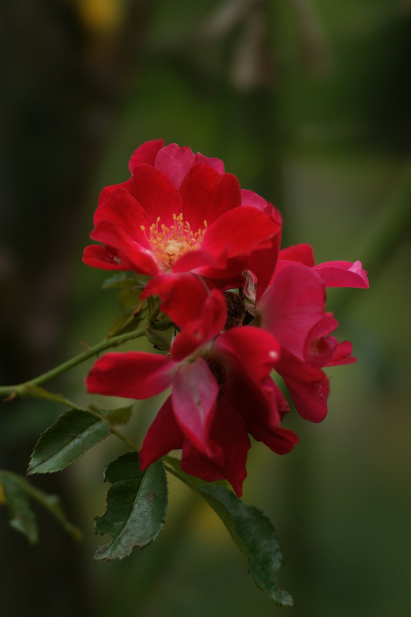 jerritama🐈🐟🐈 (@jerritama) on Twitter photo 