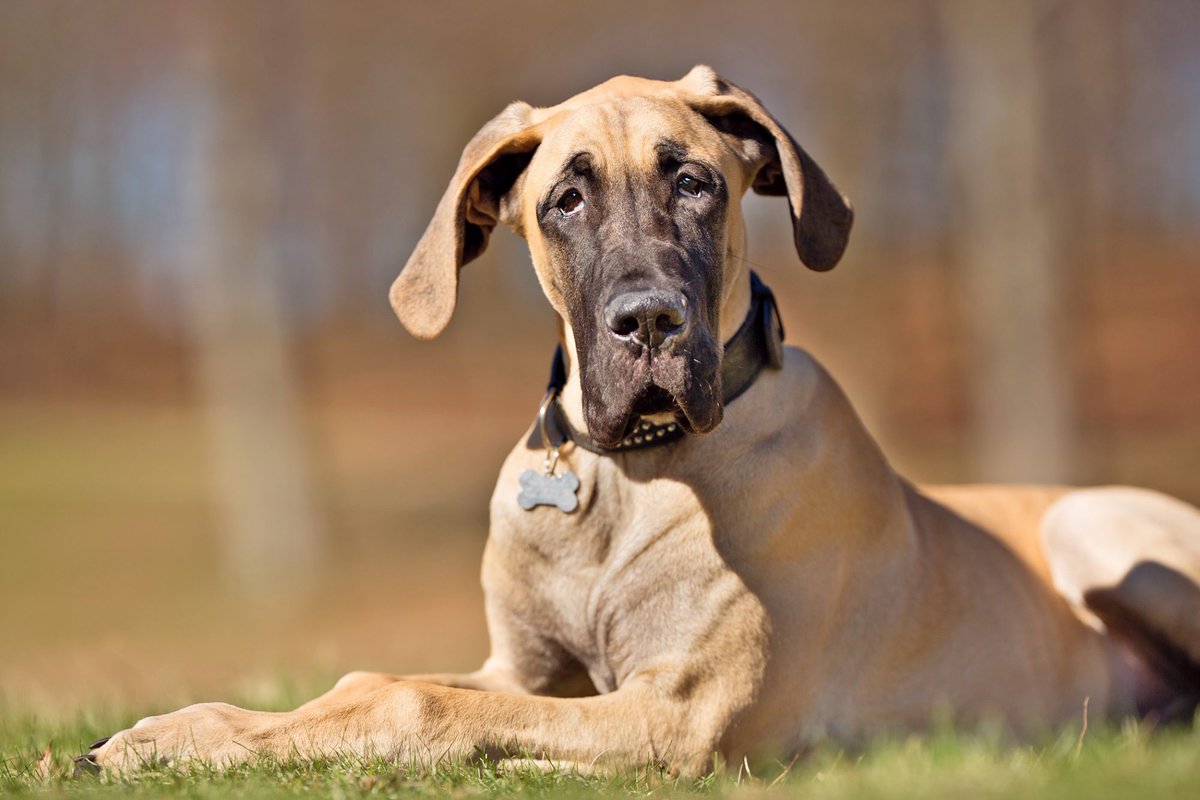 DogNeedsBest's tweet photo. If you've had a ruff day, I'm here to make you feel better.

#dogs #dogsoftwitter #bigdogs #happydoggo #dogslife #dogoftheday #greatdane #DogNeedsBest https://t.co/l3Elq0I3Pt