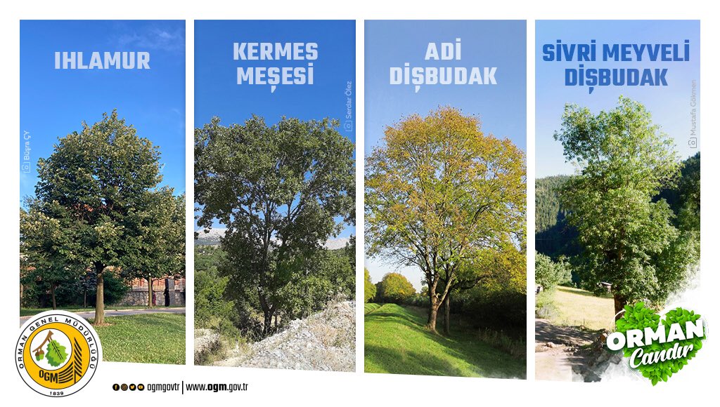 OGMgovtr's tweet image. 🌳Ihlamur: 5-10 yıl içerisinde büyür ve çiçeklenir.
🌳Kermes meşesi: Yavaş büyür, en fazla 10m boy yapar.
🌳Adi dişbudak: Budanmaya çok az gereksinim duyar.
🌳Sivri meyveli dişbudak: Dar ve tırtıklı yaprakları, sonbaharda mor ve kırmızı tonlarında renklenir.
#OrmanBerekettir