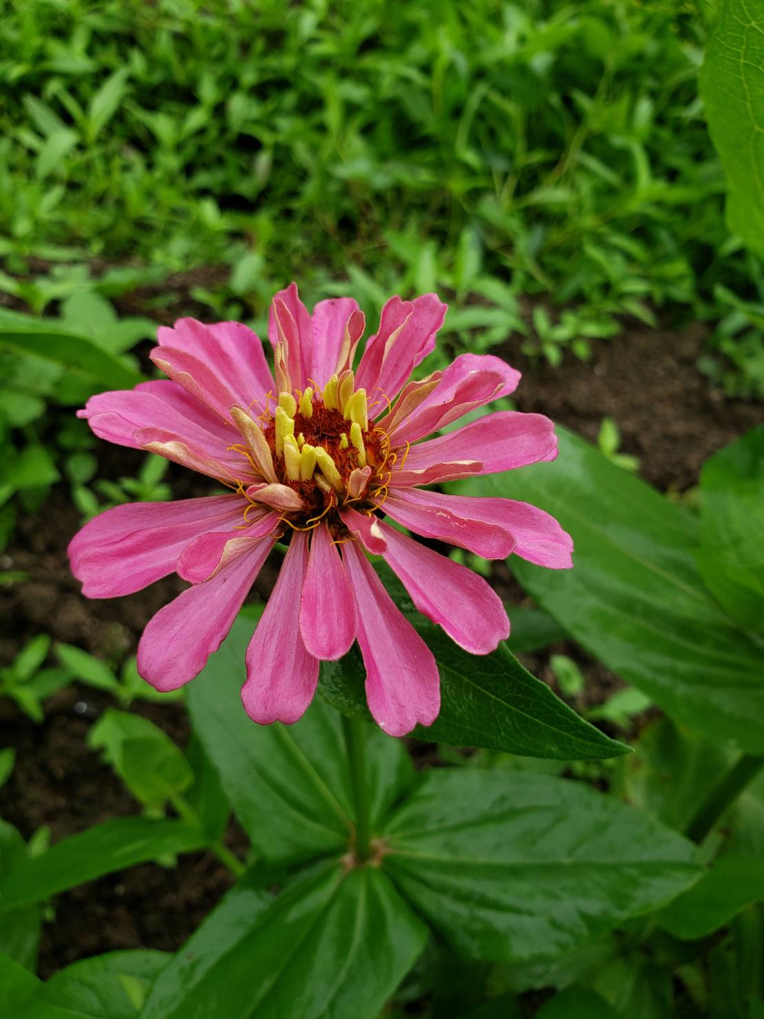 公式 滋賀農業公園ブルーメの丘 ジニアの花が咲きはじめました 花言葉は 遠い友を思う 絆 です ジニア 百日草 ブルーメの丘 T Co Nszvgev0ss Twitter