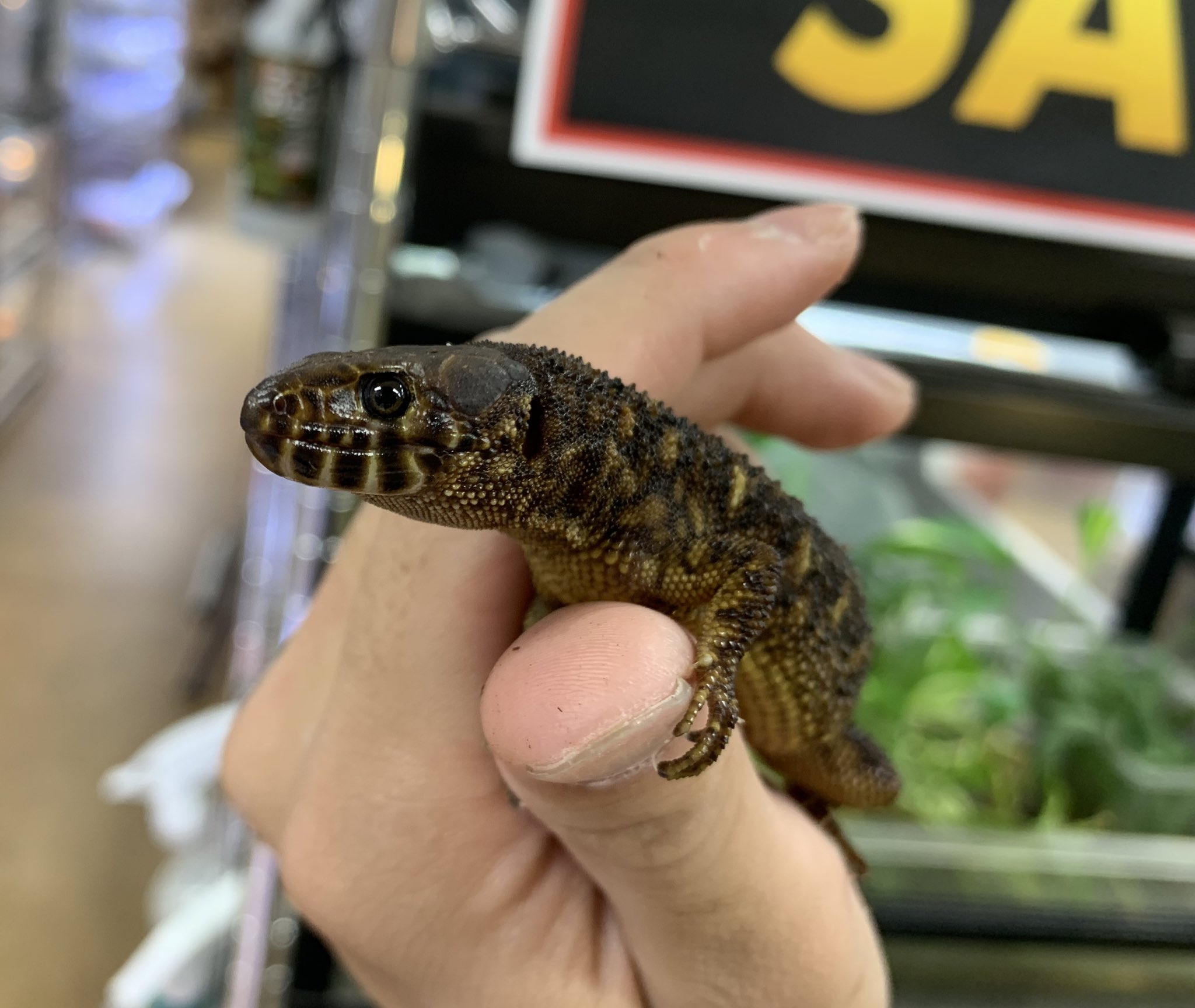 No.287 夜桜トカゲ 蓄光トカゲ qPIGpのトカゲ