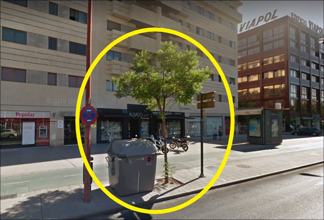 SOSterritorios's tweet photo. 🔴#Jacaranda plantada en Campaña 2011-2012, años después @LipasamSevilla le colocó contenedor que antes estaba a varios metros.
Convierten a los #Árboles en dianas, le causan daños o arden y son #Talados, ocurre desde hace décadas y así hemos perdido miles en #Sevilla
BASTA YA‼️ https://t.co/rjBD5GIx1V