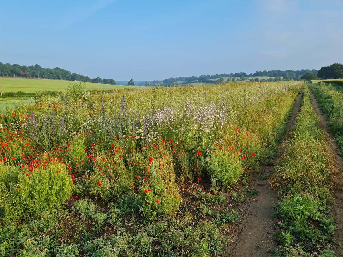 We are extremely happy to announce that our English #PARTRIDGEmix is now officially available as a new option in the new English #ELMS agri-environment Scheme. There it's called #wildlifeplot option. See details:
gov.uk/guidance/creat…
<a href="/OakbankGame/">Oakbank Game</a> <a href="/Kingscrops/">Kings</a> <a href="/Gameandwildlife/">The Game & Wildlife Conservation Trust</a>