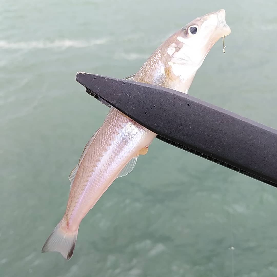 Top Tweets For シーバスロッド Instalker