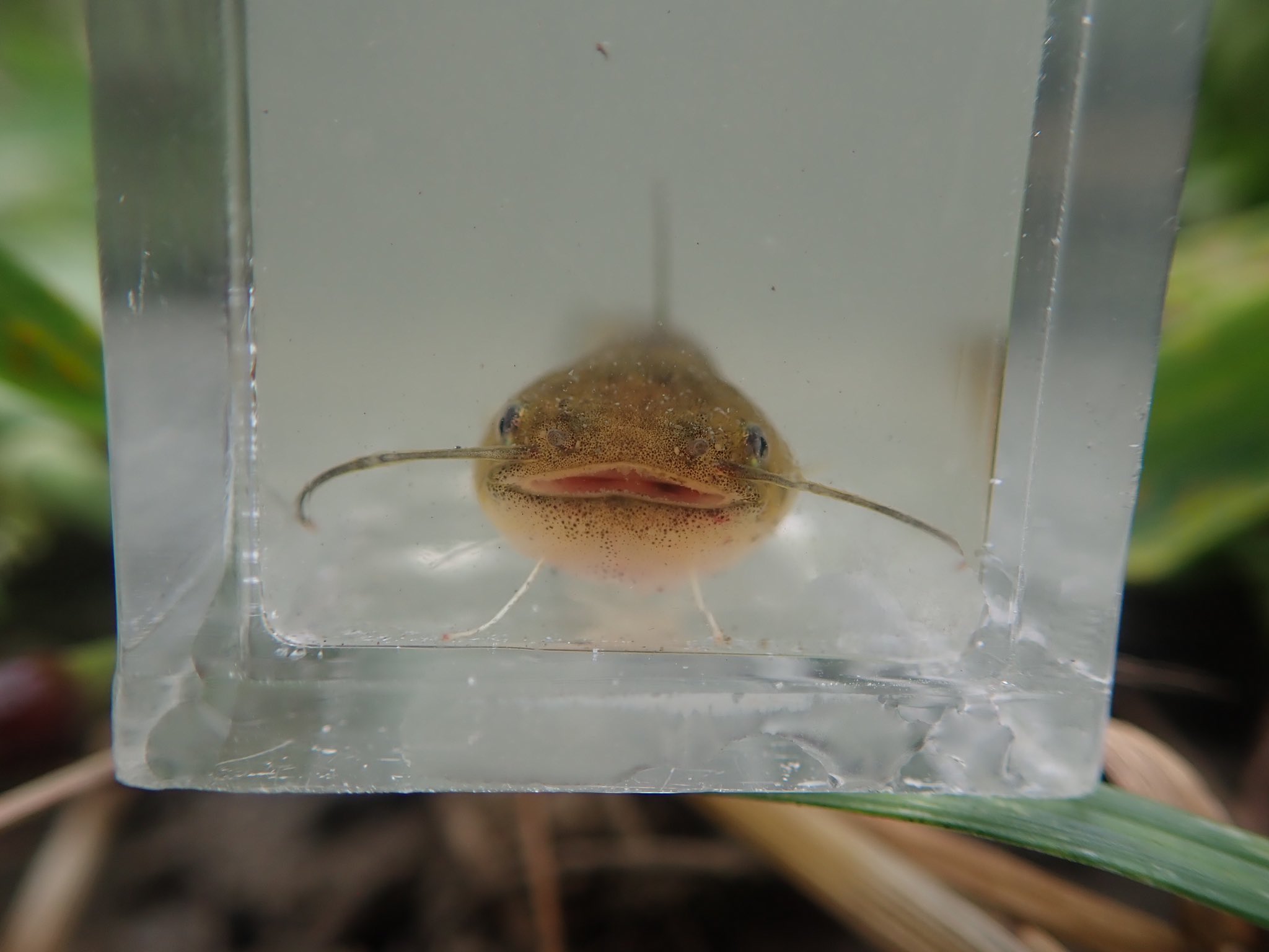 鯊吉 今年生まれのナマズ稚魚 いい笑顔 鯊吉 今年生まれのナマズ稚魚 いい笑顔