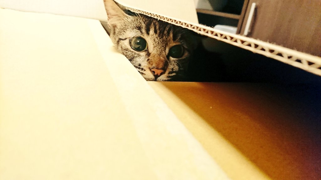北国良人 僕猫 4巻5月27日発売 Rat0126 Twitter 北国良人 僕猫 4巻5月27日発売 Rat0126 Twitter