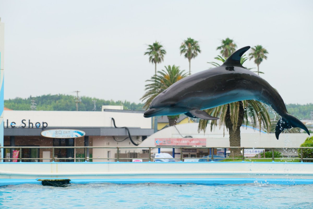 山口 多聞 南知多ビーチランド 三世代イルカショー チーム アザーズ 2回目のショー続き ロクマルの技のサインが覚えられないので なかなか上手く撮れないんです 汗 R 3 7 6