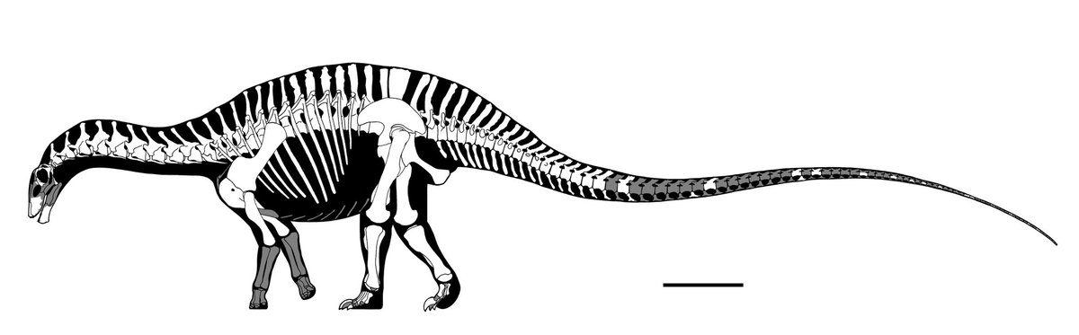 Composite skeletal reconstruction of Dicraeosaurus hansemanni largely based on and scaled as holotype MB.R.4886.
Scale bar is 1m.