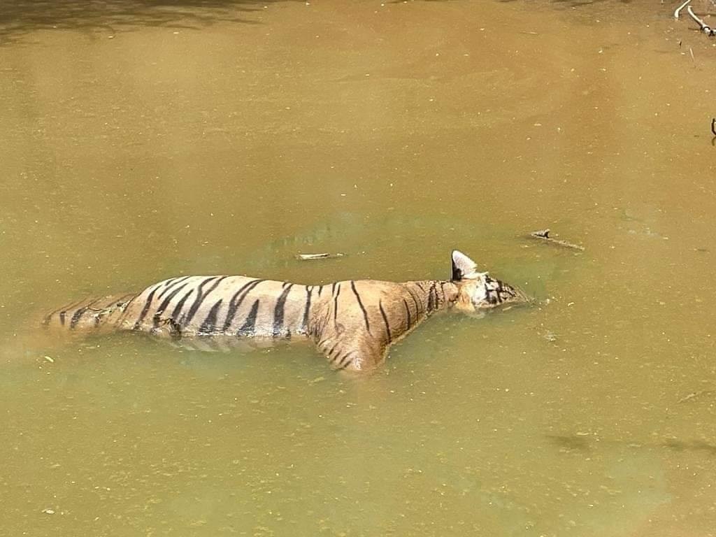 Rsmeena1995's tweet photo. Ranthambhore National Park
Male Tiger T-65 Named Suraj Son Of T-19 Krishna Tigress Found Dead At Khandar Range 😪
( 2011 - 2021 )
#MaleTiger #khandarRange #Ranthambhore
Save Tigers Save Forest - The Awareness Programme Save the tiger and rural development society 🐾🐾 https://t.co/Toleyl8xFc
