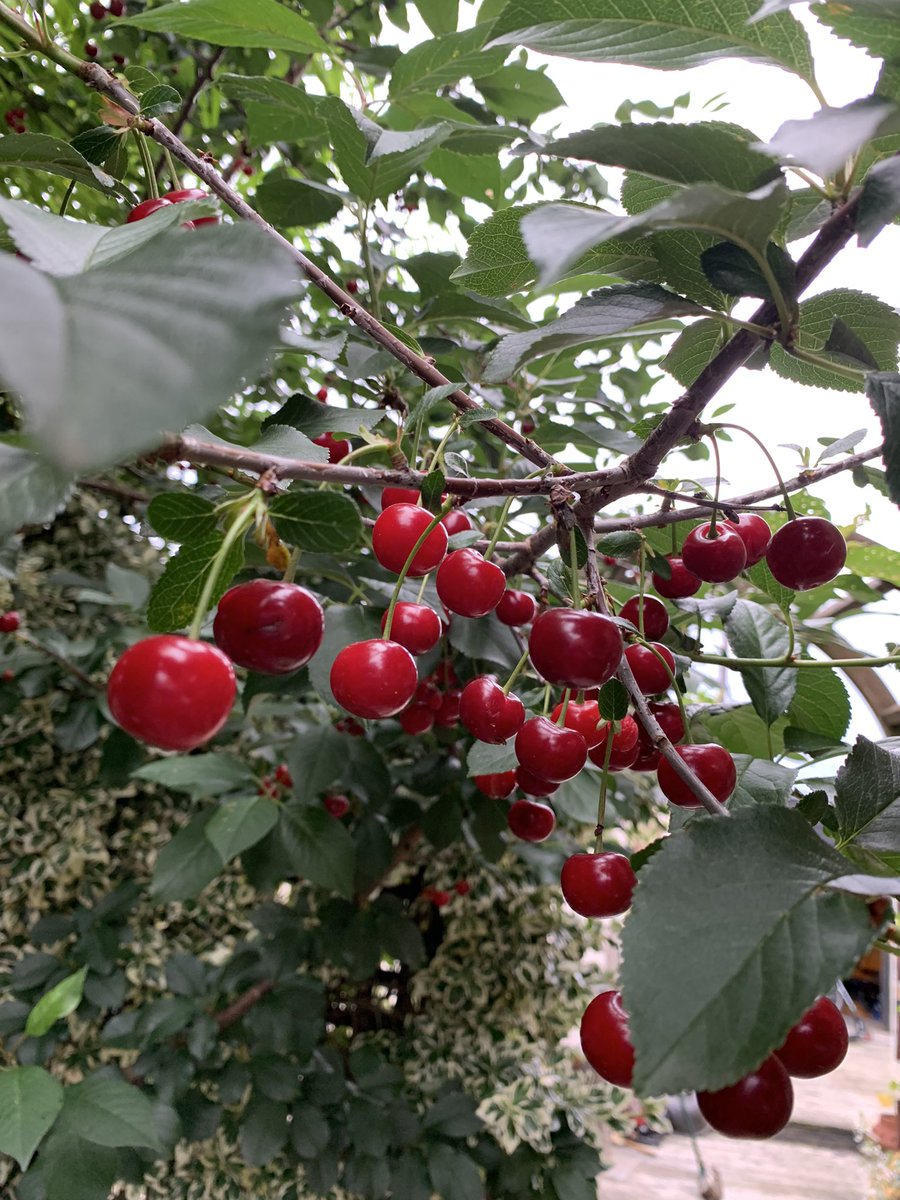 xtofallabout's tweet photo. Cherry vodka harvest day approaches… https://t.co/5gWgjMcyzp