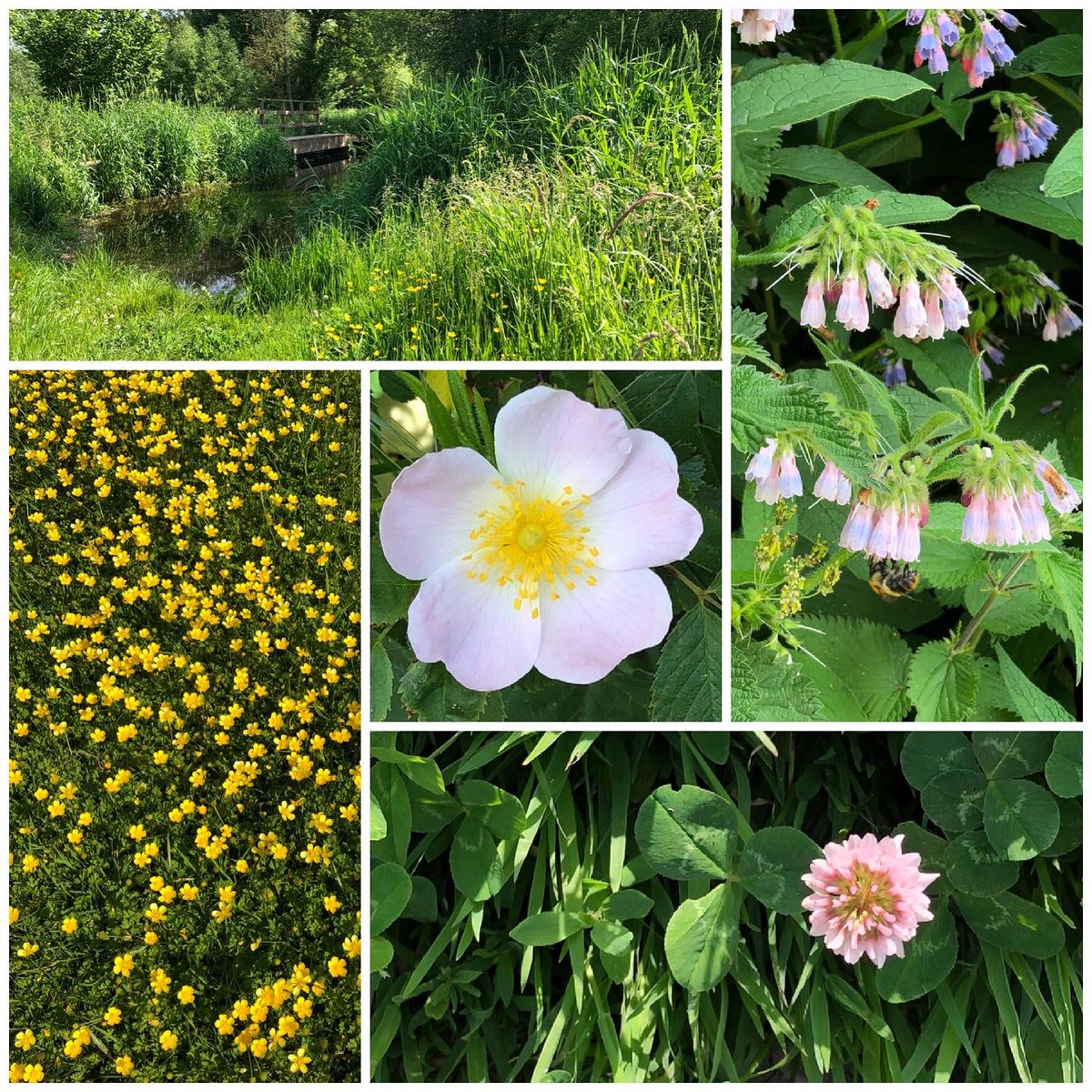 HelenIbbott's tweet photo. ..
📱☀️🌳🌺🌼🌸💧👣👟
Four montages of recent walks in the sun ~ even if today is pretty crap! 😔🌦☔️
#RummagingInHedgerows 😂
#ShotOniPhone8Plus 📱 https://t.co/0qHqnbt5AX