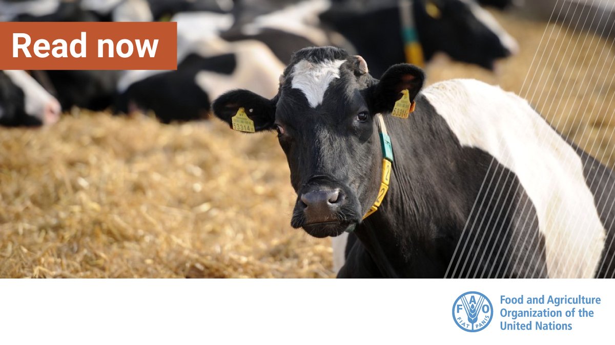 FAO Livestock tweet media