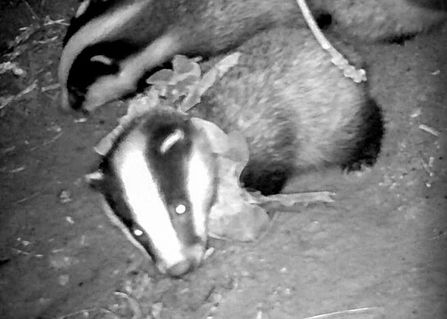 BBOWT's tweet photo. We have some very sad news to report today: a badger cub at one of our reserves that spent much of its short life entangled in a piece of plastic waste is believed to have died.

Please, don't litter.

https://t.co/LWBFoT7XSX https://t.co/3NTa3m1MRi