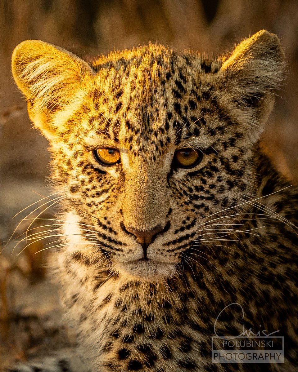 Highlights and shadows (2018)

#africa #southafrica #arathusa #arathusasafarilodge #sabisands #krugernationalpark #safari #leopard #bigcats #bigfive #bigfivesafari #bigcatsofafrica
