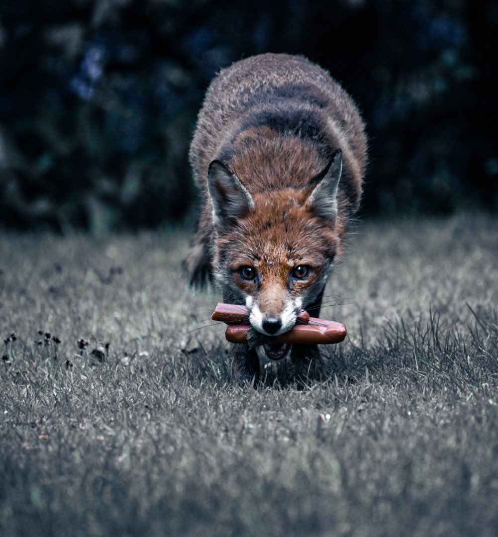 Moody Fox 🦊 share your moody shots 
#photography #animalphotography #photoshop #photographers #PHOTOS #photooftheday #londonphoto #photo #moody #foxphoto #moodyshots #surreyphotographer #fox