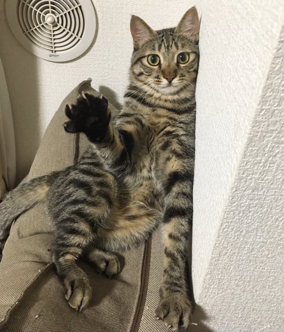 じゃんけん……ぽい! 