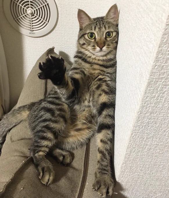 じゃんけん……ぽい! 