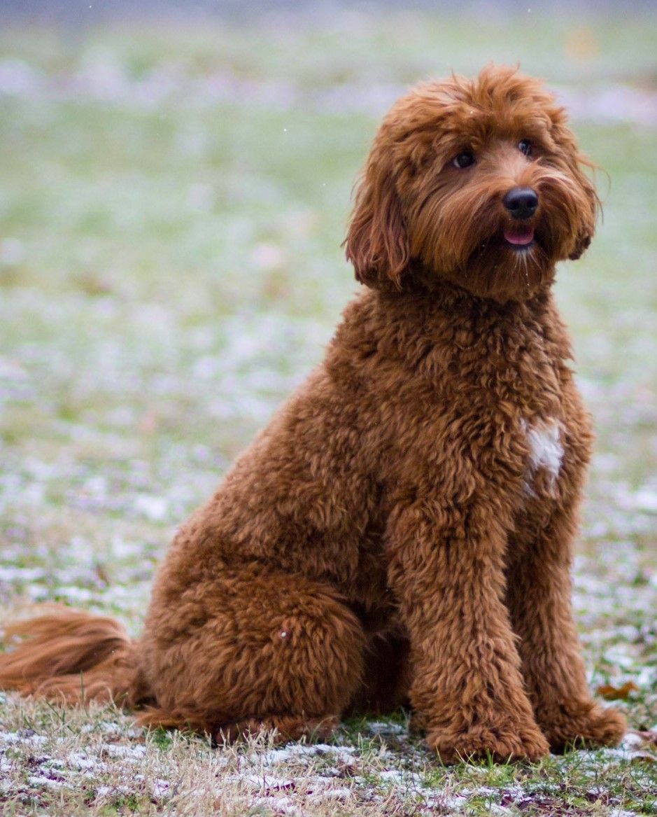 James_Charlton1's tweet photo. Beware of the dog, he will steal your heart
I’m a su-paw-star. I am way cooler than other doggos.

#Dogs #dogsoftwitter #DogLover #doglife #labradoodle #cutedog #DogNeedsBest https://t.co/o1aTaqXq9S