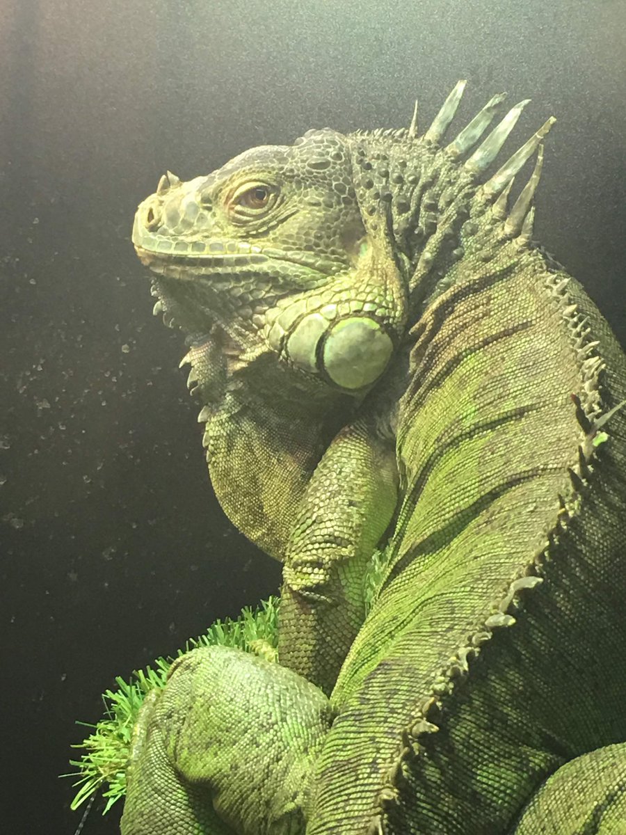 BloodEagleOFC's tweet image. Who else has pets that ain’t the “norm”! My community love a Jayden live stream.. got to love him! 

#streamerpets #pets #exoticpets #streamer #iguana #rescuepets #streamermascot #cute #bloodeagle #viking