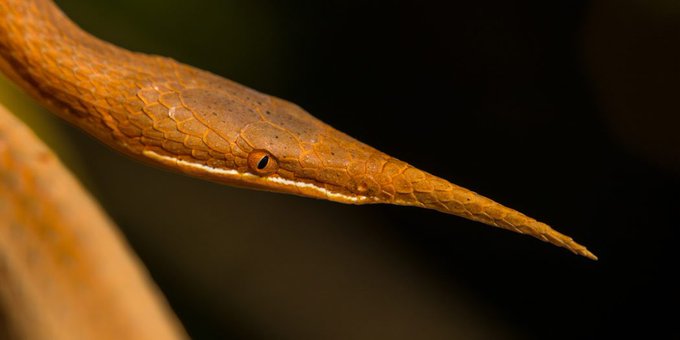 Y&rsquo;all know about the leaf nosed snake??? He WILL stab a bitch https://t.co/GwMrrBgkG2