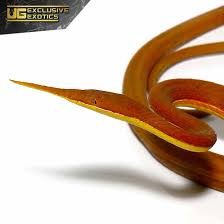 Y&rsquo;all know about the leaf nosed snake??? He WILL stab a bitch https://t.co/GwMrrBgkG2