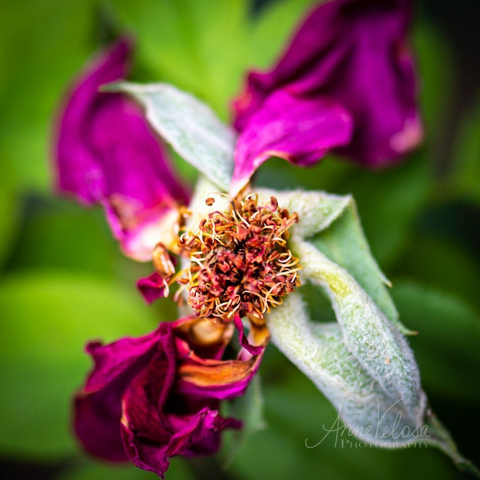 The roses are not liking the heat.
.
.
.
#thankful #roses #rose #flowers #flowersofinstagram #flowersandmacro #macroandflora #macroandflowers #garden #mothernaturesbeauty #mothernature